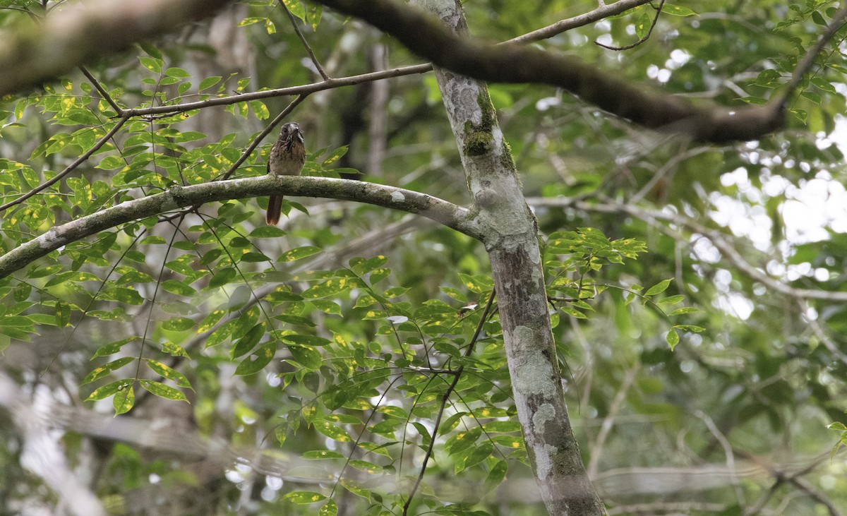 White-whiskered Puffbird - ML649559095