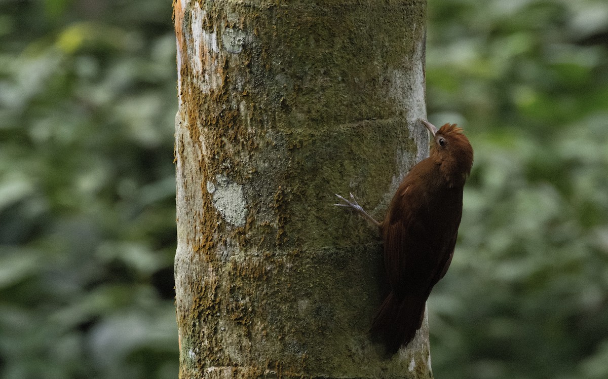 Ruddy Woodcreeper - ML649559128