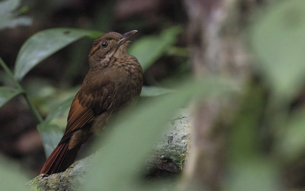Tawny-winged Woodcreeper - ML649559168