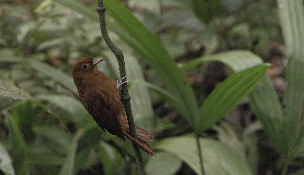 Ruddy Woodcreeper - ML649559178