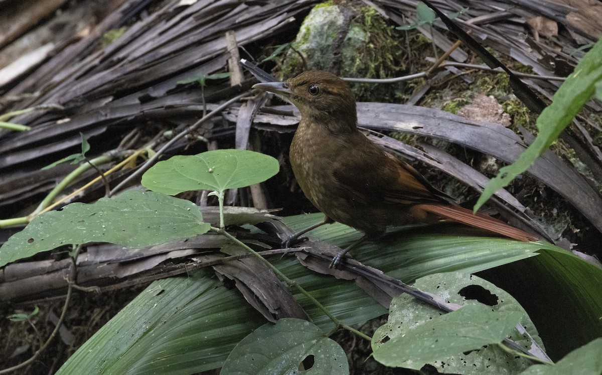 Tawny-winged Woodcreeper - ML649559210