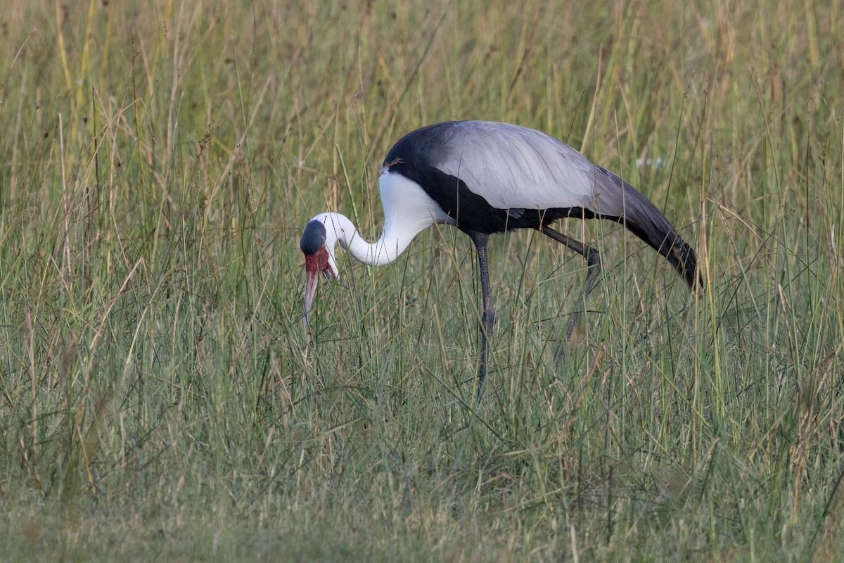 ホオカザリヅル - ML649559211