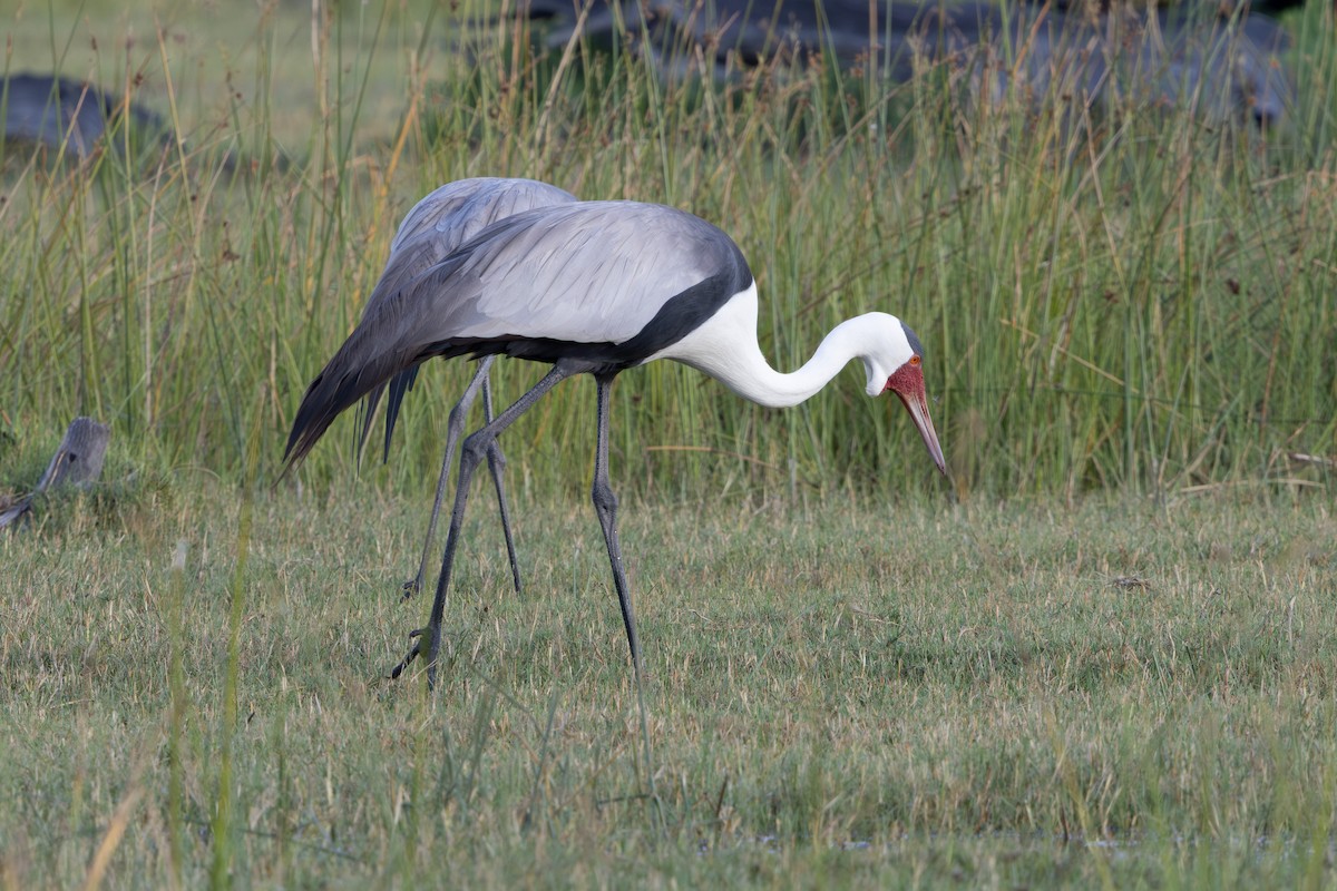 ホオカザリヅル - ML649559212