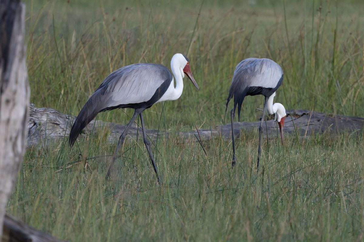ホオカザリヅル - ML649559213