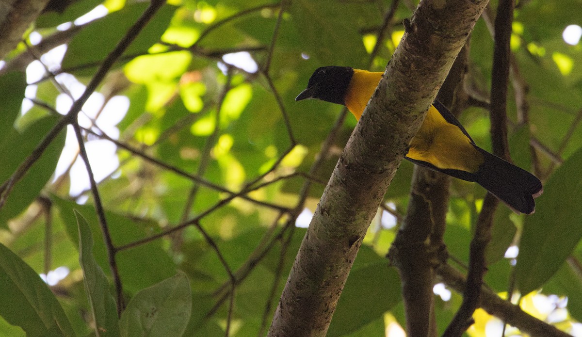 Black-throated Shrike-Tanager - ML649559256