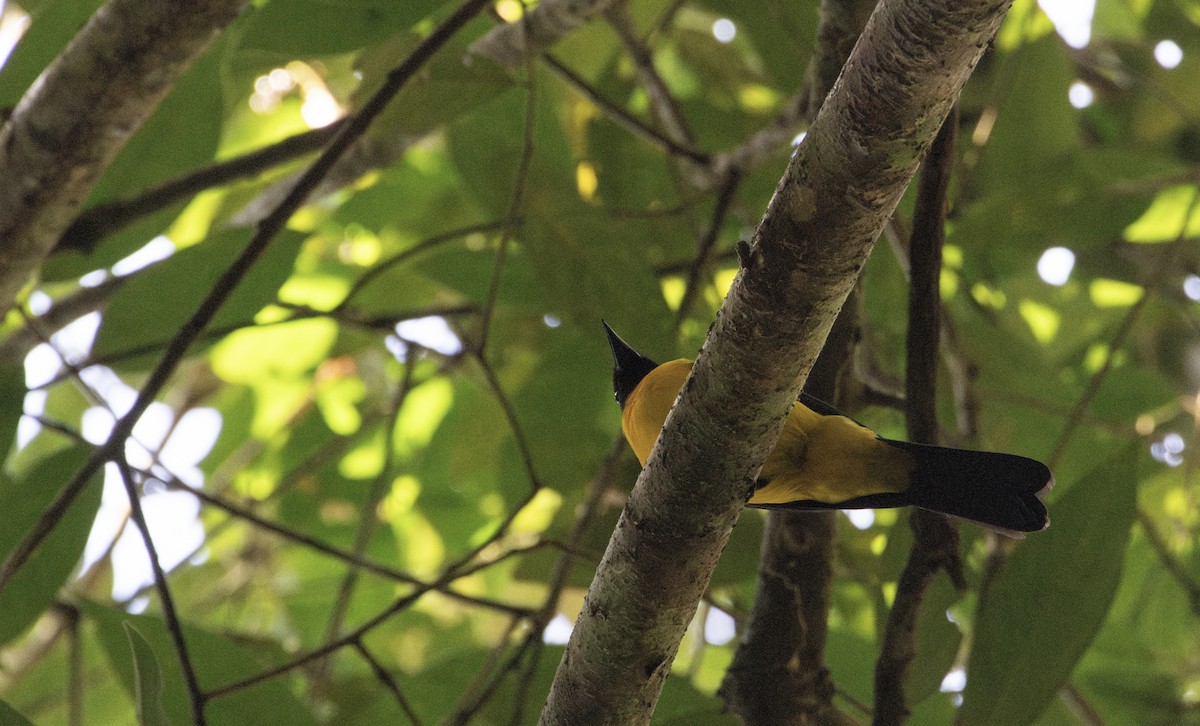 Black-throated Shrike-Tanager - ML649559274