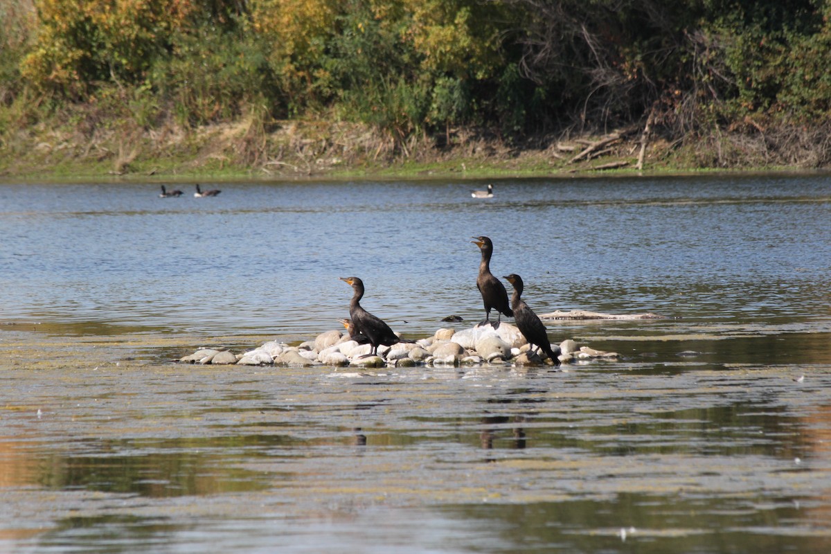 Ушастый баклан - ML649559292