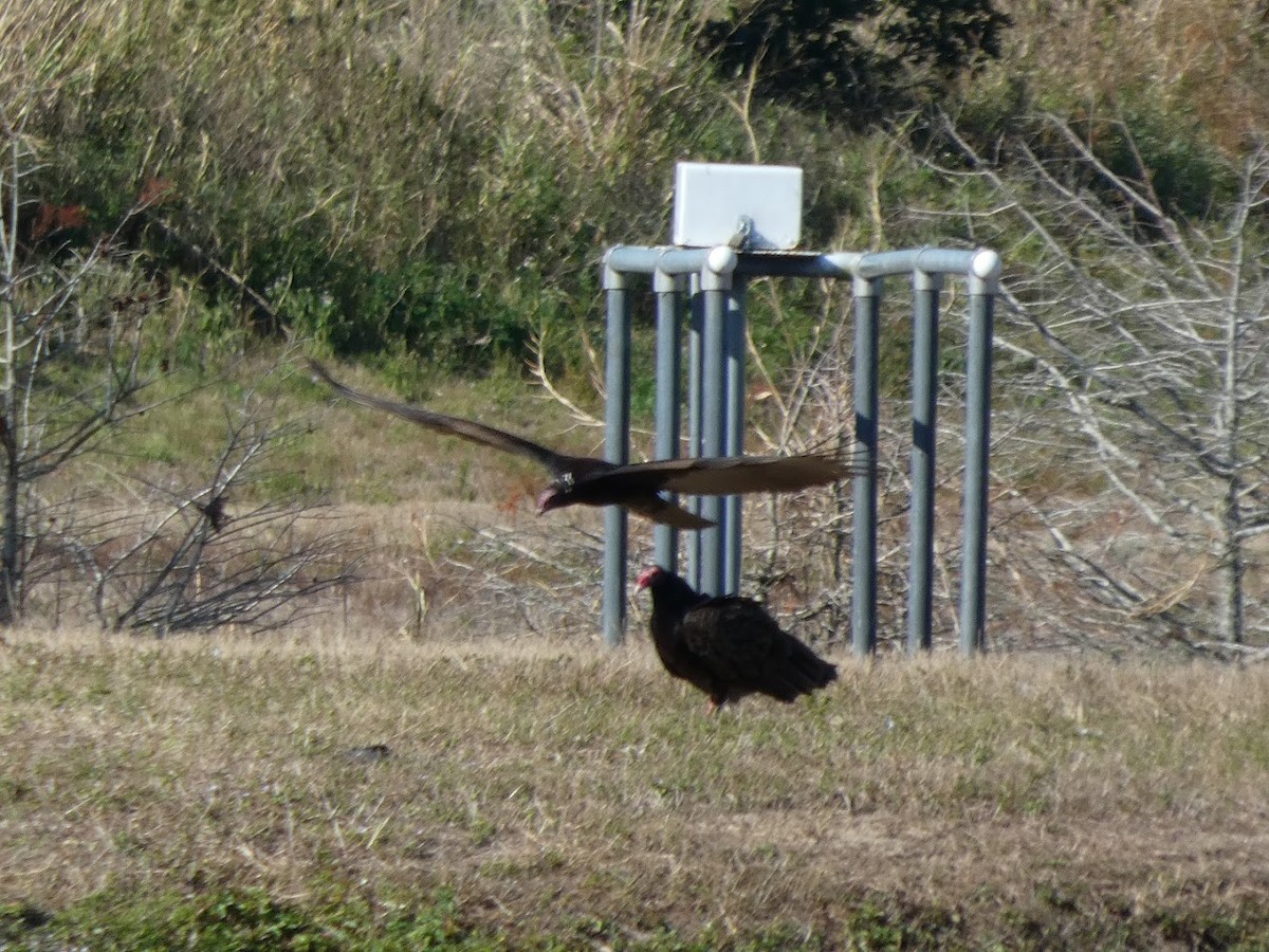 ヒメコンドル - ML649559310