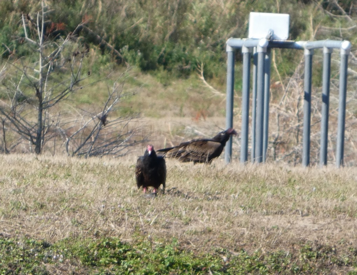 ヒメコンドル - ML649559312