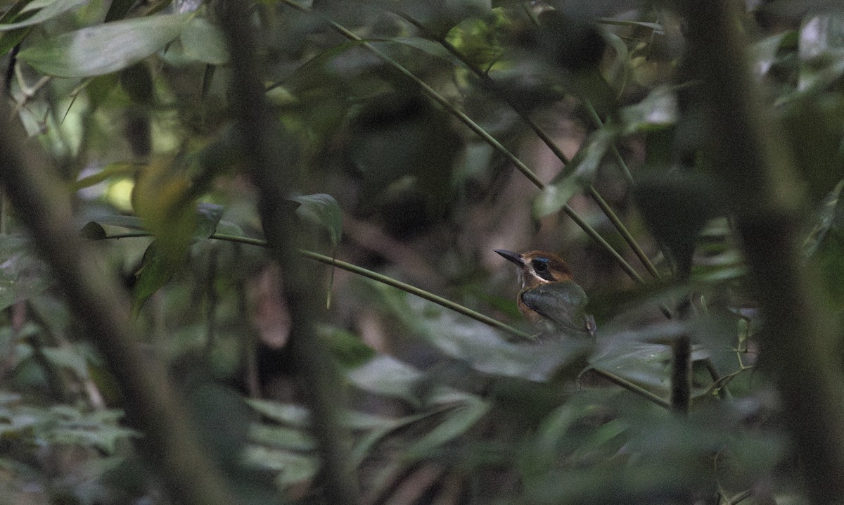 Tody Motmot - ML649559322