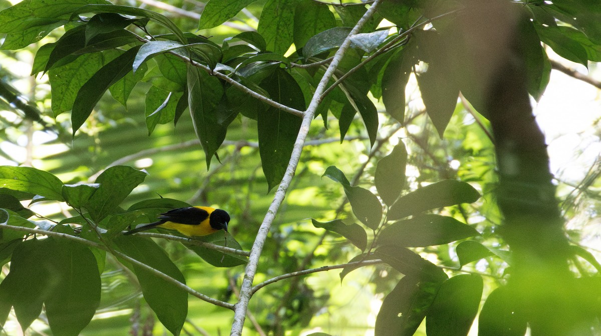Black-throated Shrike-Tanager - ML649559338