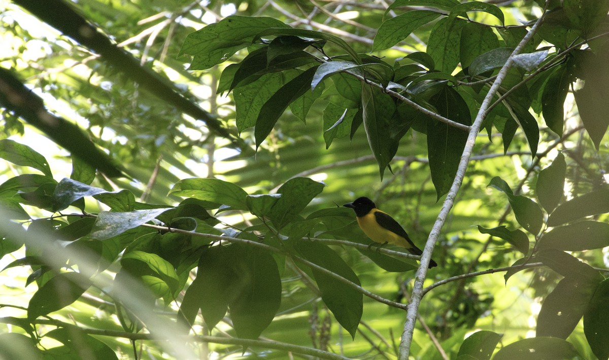 Black-throated Shrike-Tanager - ML649559348