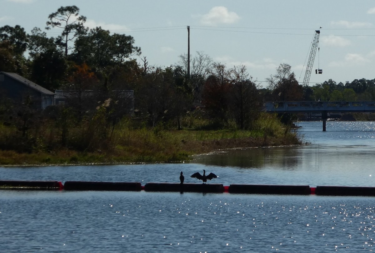 Ушастый баклан - ML649559375