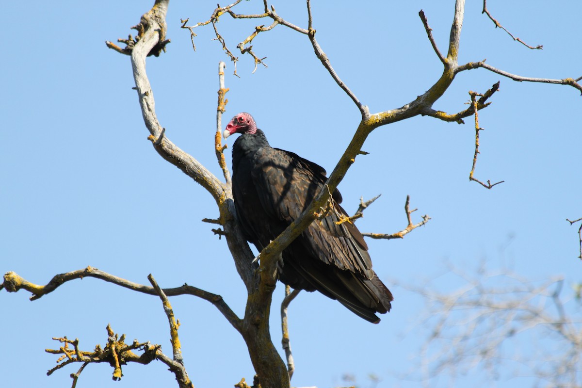 ヒメコンドル - ML649559378