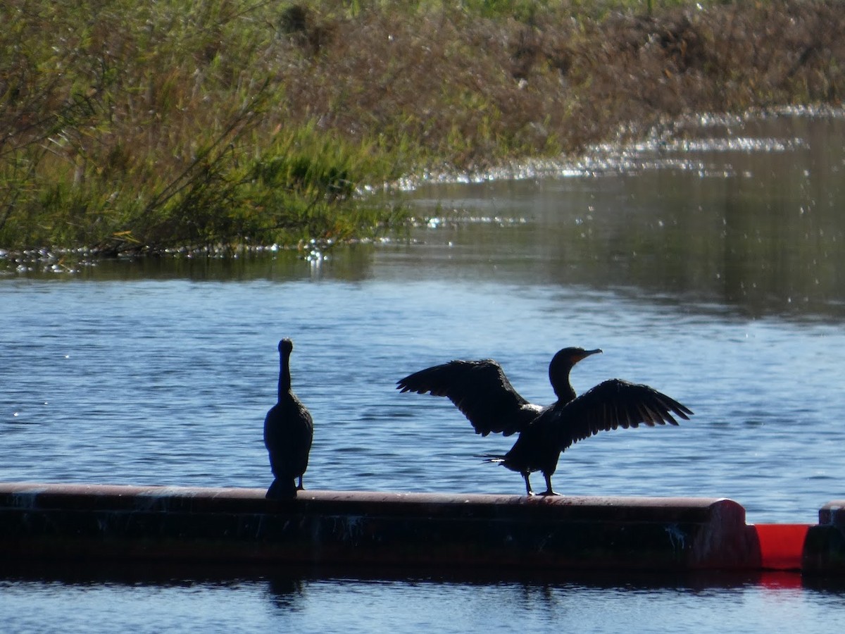 Ушастый баклан - ML649559383