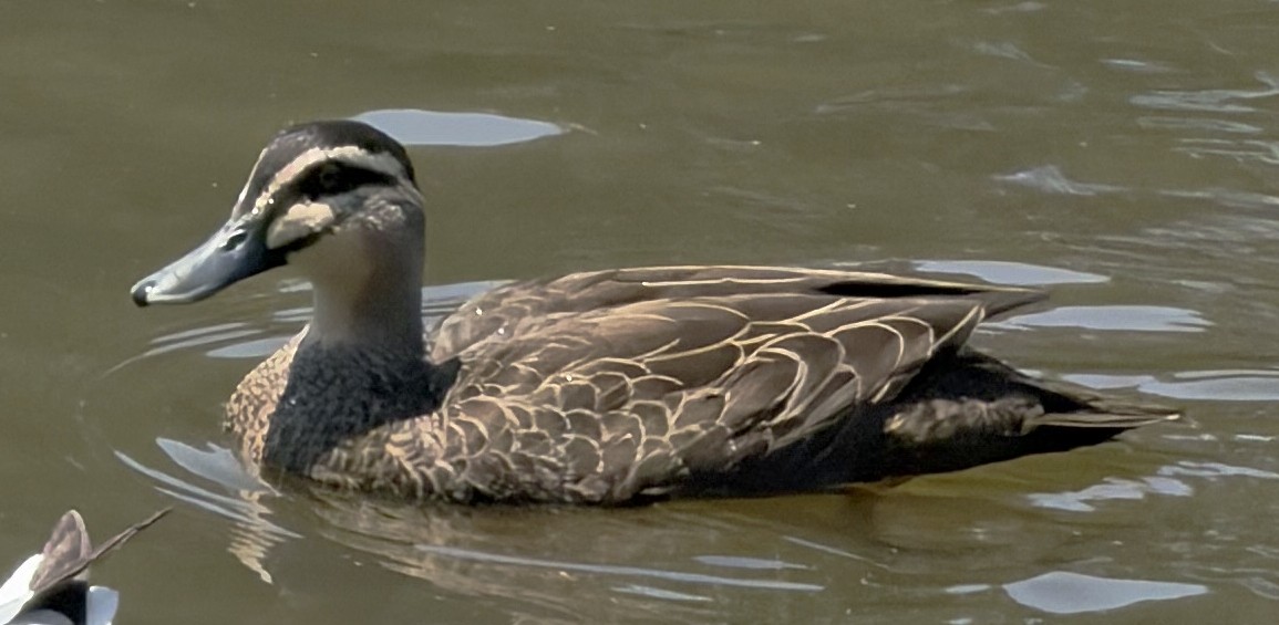 Pacific Black Duck - ML649559386