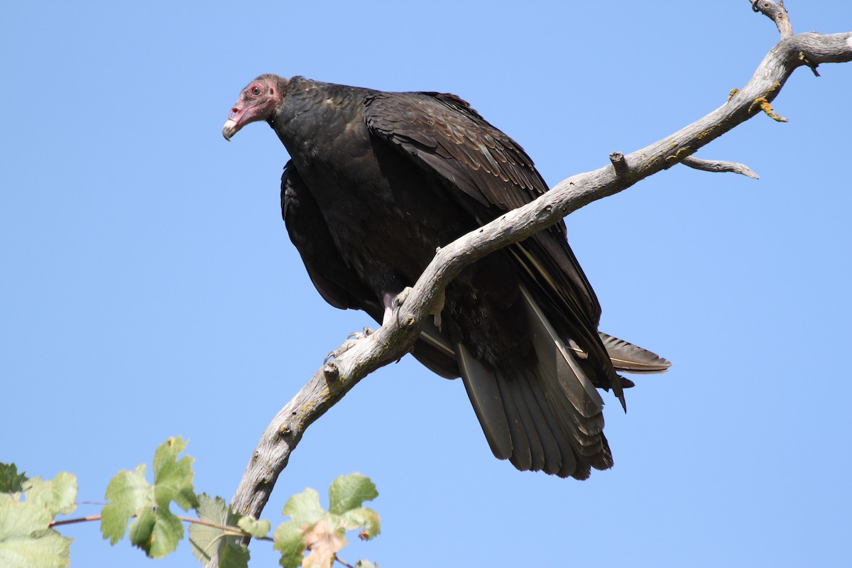 ヒメコンドル - ML649559398