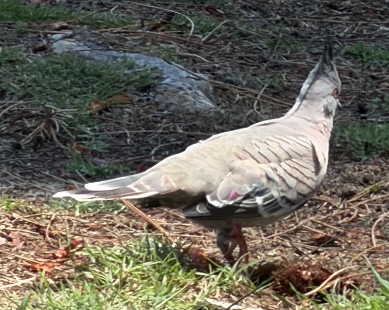 Crested Pigeon - ML649559402