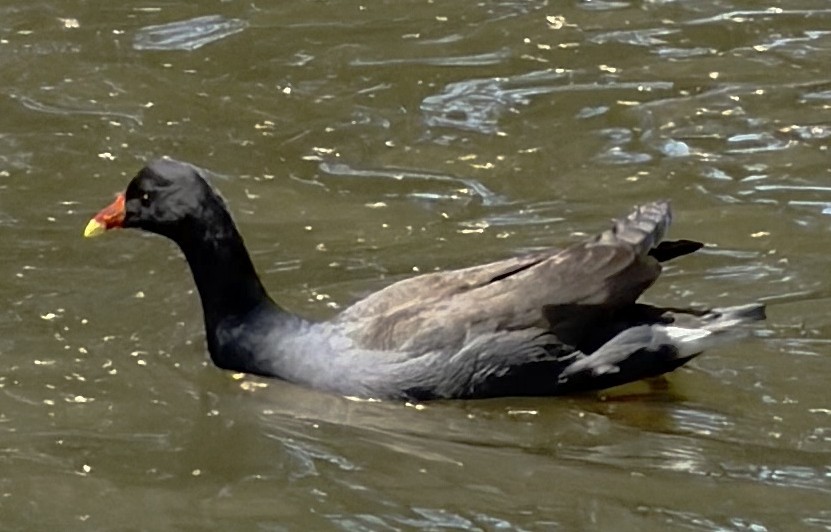 Dusky Moorhen - ML649559424
