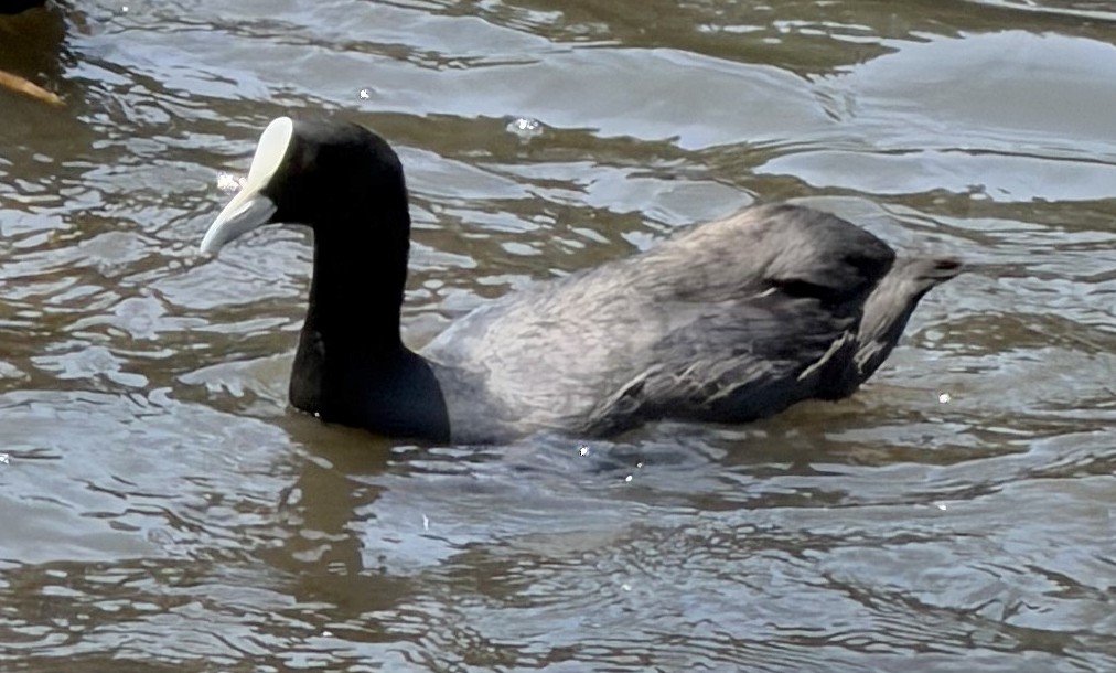 Eurasian Coot - ML649559433