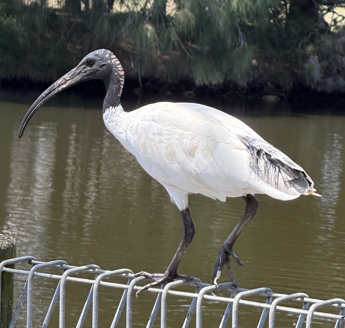 Australian Ibis - ML649559464