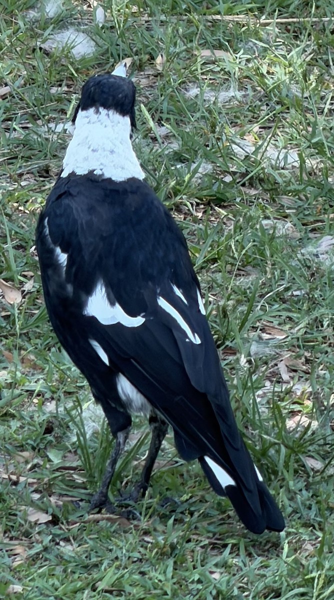 Australian Magpie (Black-backed) - ML649559485