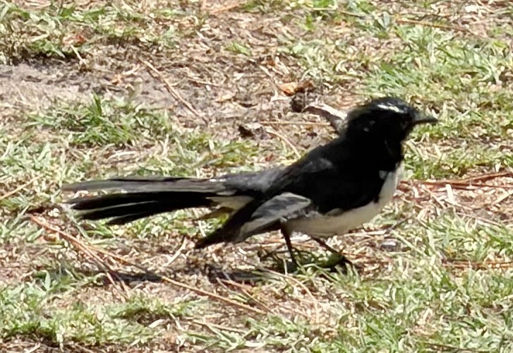Willie-wagtail - ML649559495