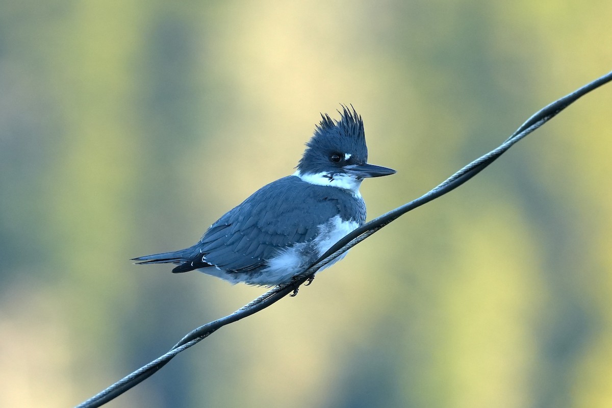 Рибалочка-чубань північний - ML649559523