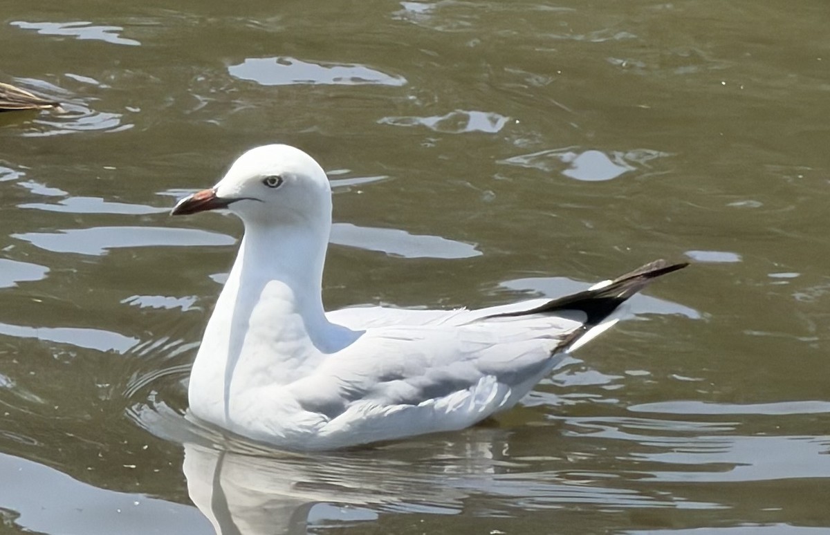 Silver Gull - ML649559568