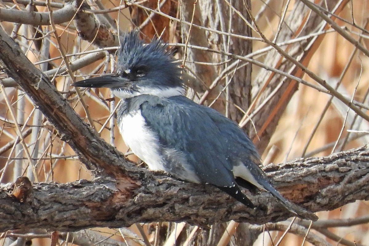 Рибалочка-чубань північний - ML649559590