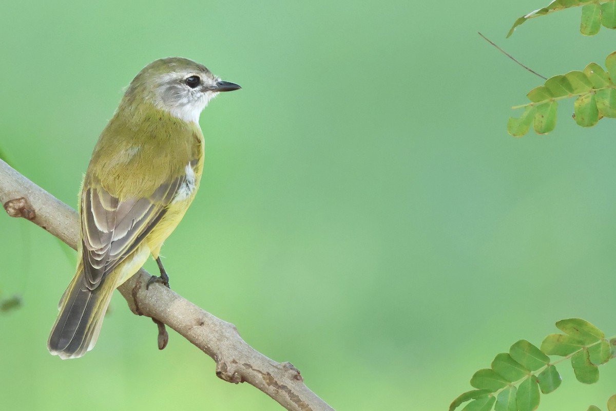 Lemon-bellied Flyrobin - ML649559595