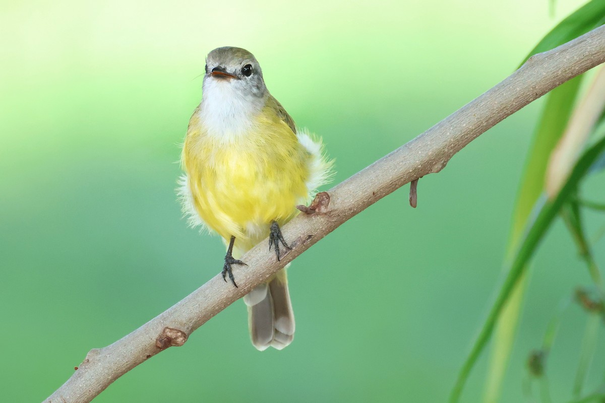 Lemon-bellied Flyrobin - ML649559596