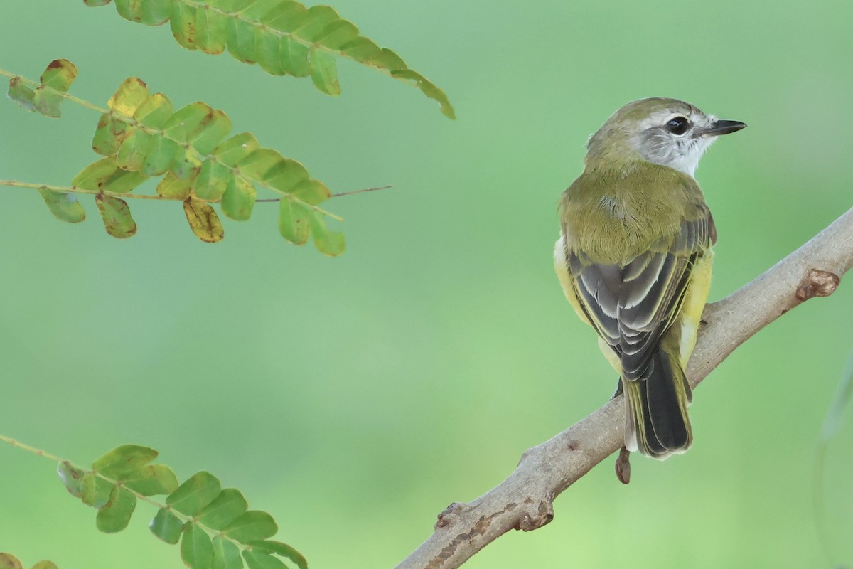 Lemon-bellied Flyrobin - ML649559597
