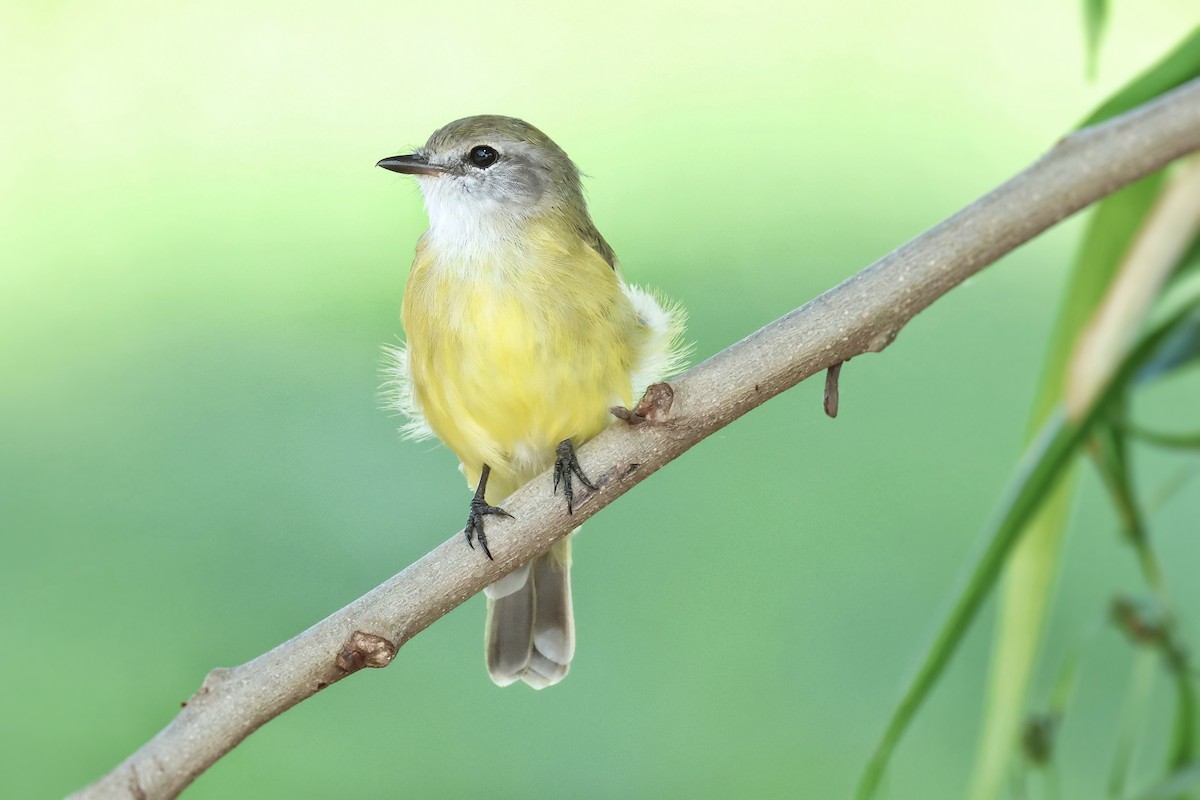 Lemon-bellied Flyrobin - ML649559598