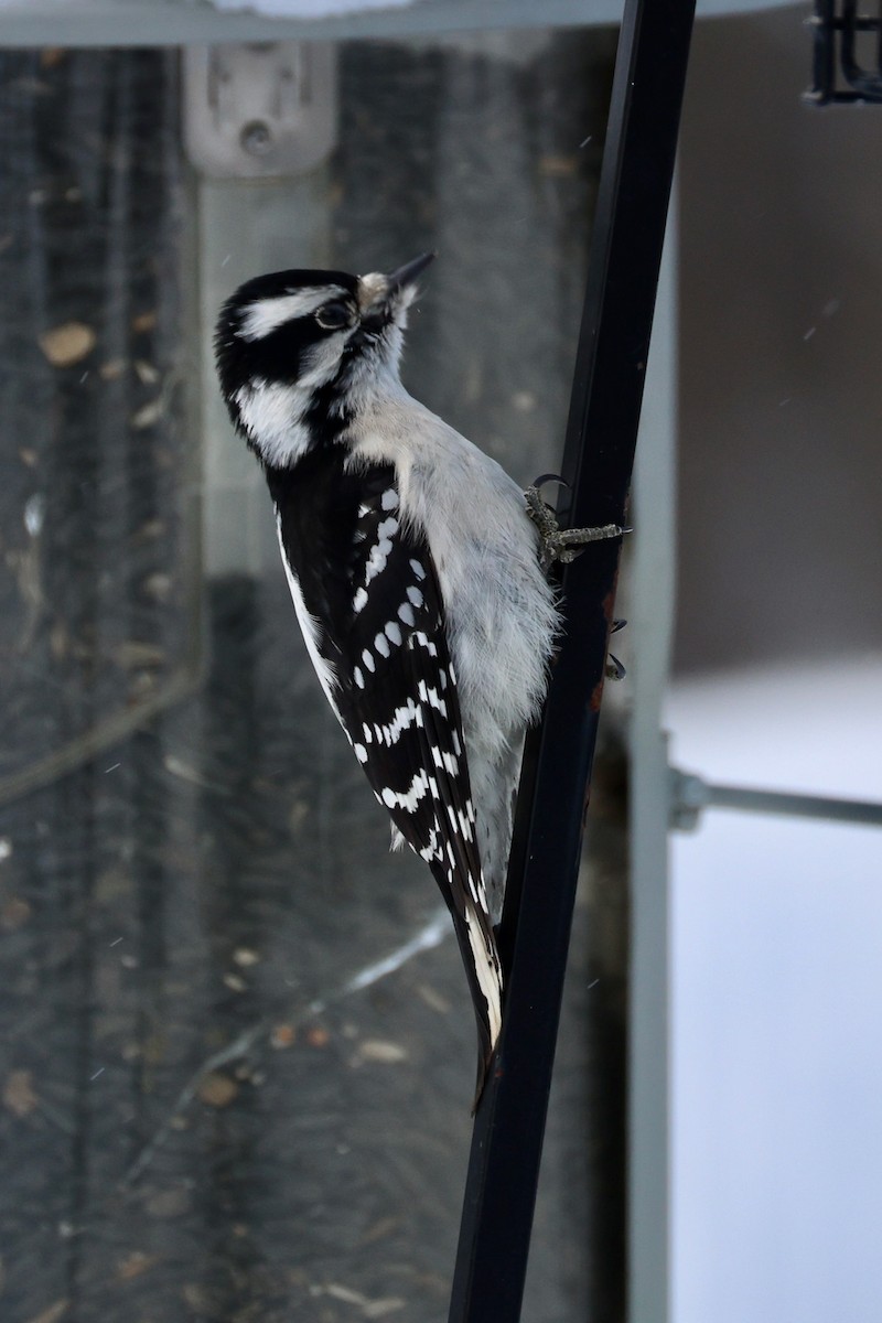 Pico Pubescente - ML649559694