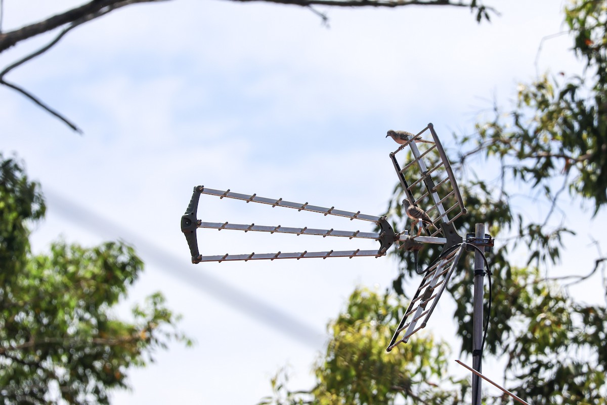 Peaceful Dove - ML649559809