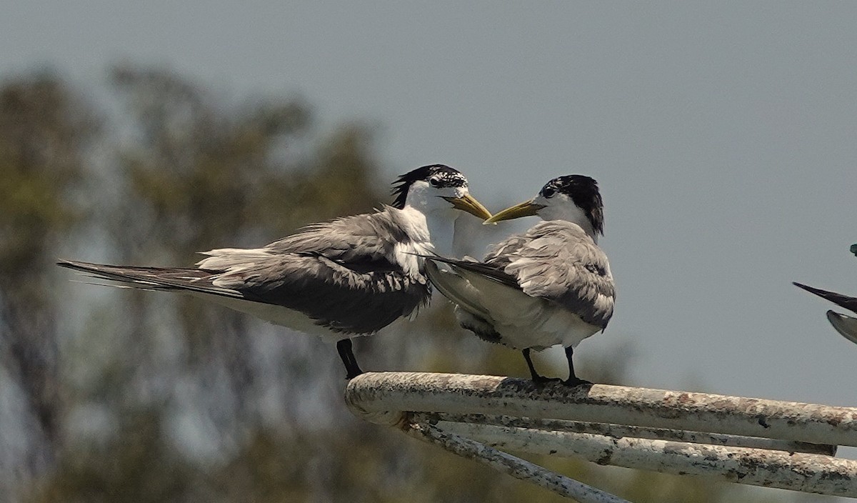 Great Crested Tern - ML649559974