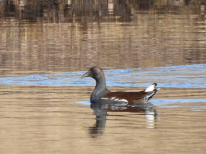 Common Gallinule - ML649560100