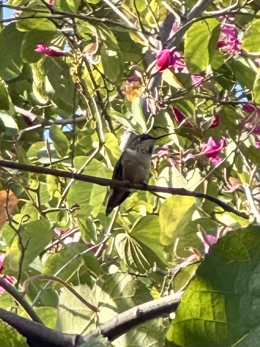 Allen's Hummingbird - ML649560637