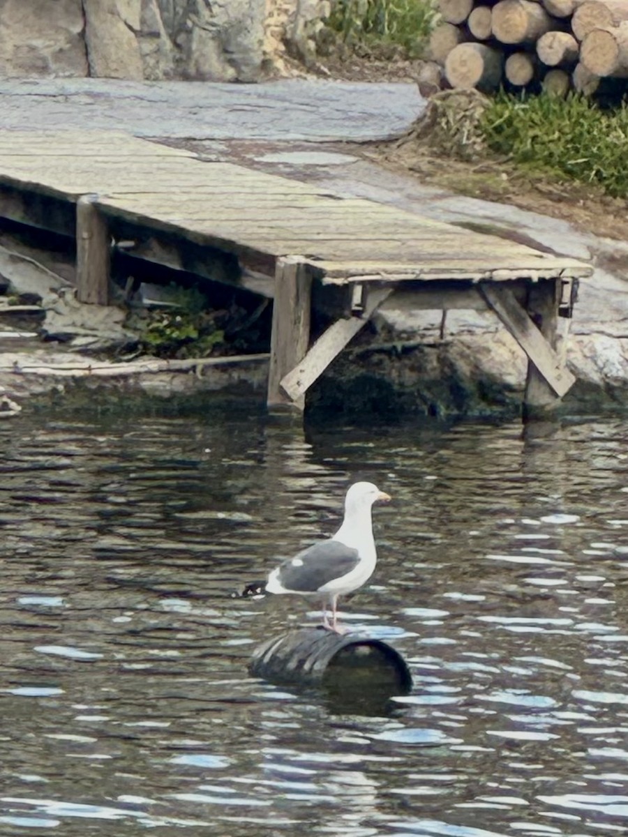 Western Gull - ML649560651