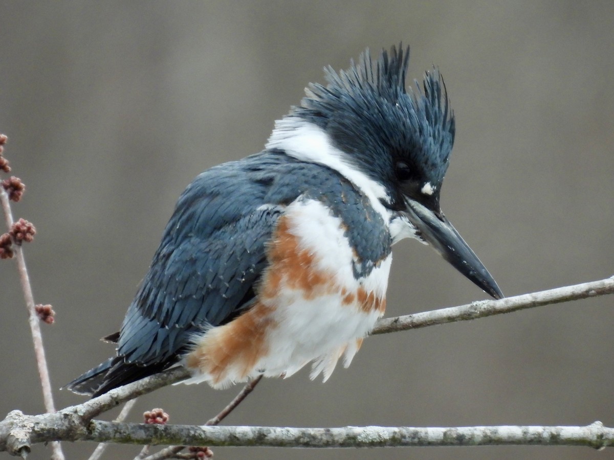 Рибалочка-чубань північний - ML649560666