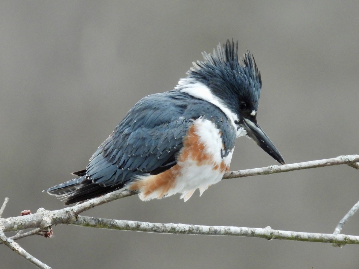 Рибалочка-чубань північний - ML649560667