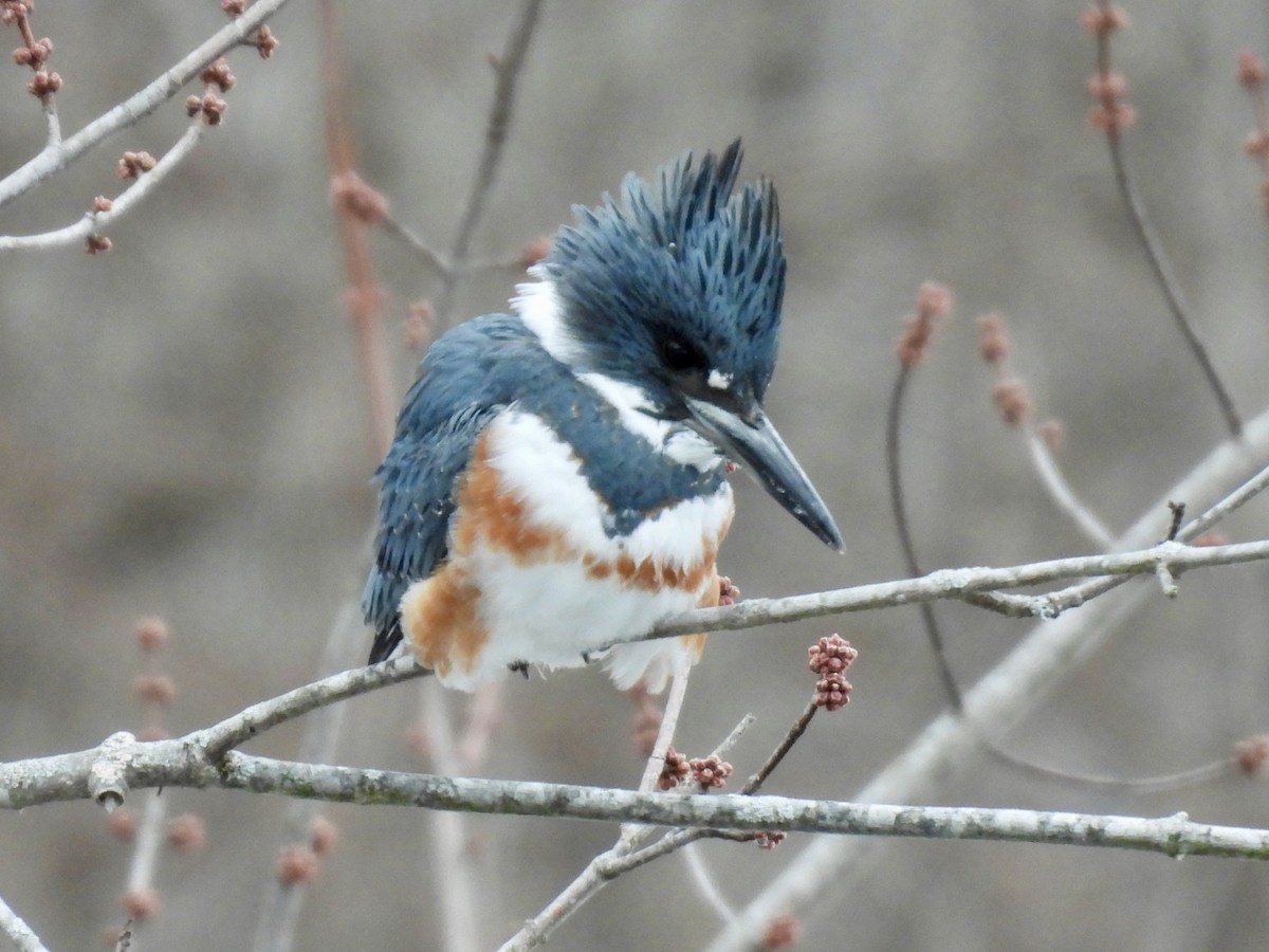 Рибалочка-чубань північний - ML649560668