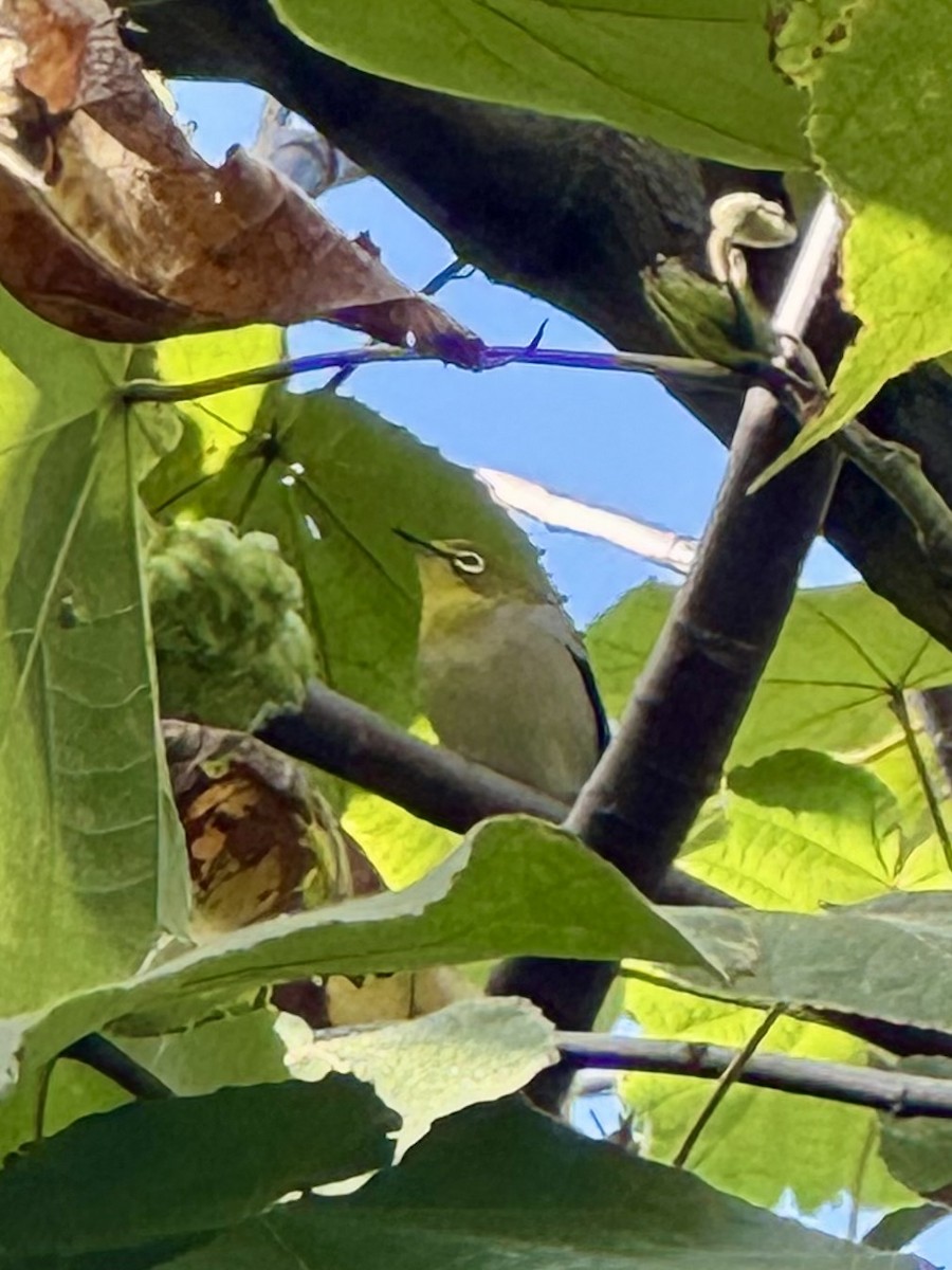 Swinhoe's White-eye - ML649560669