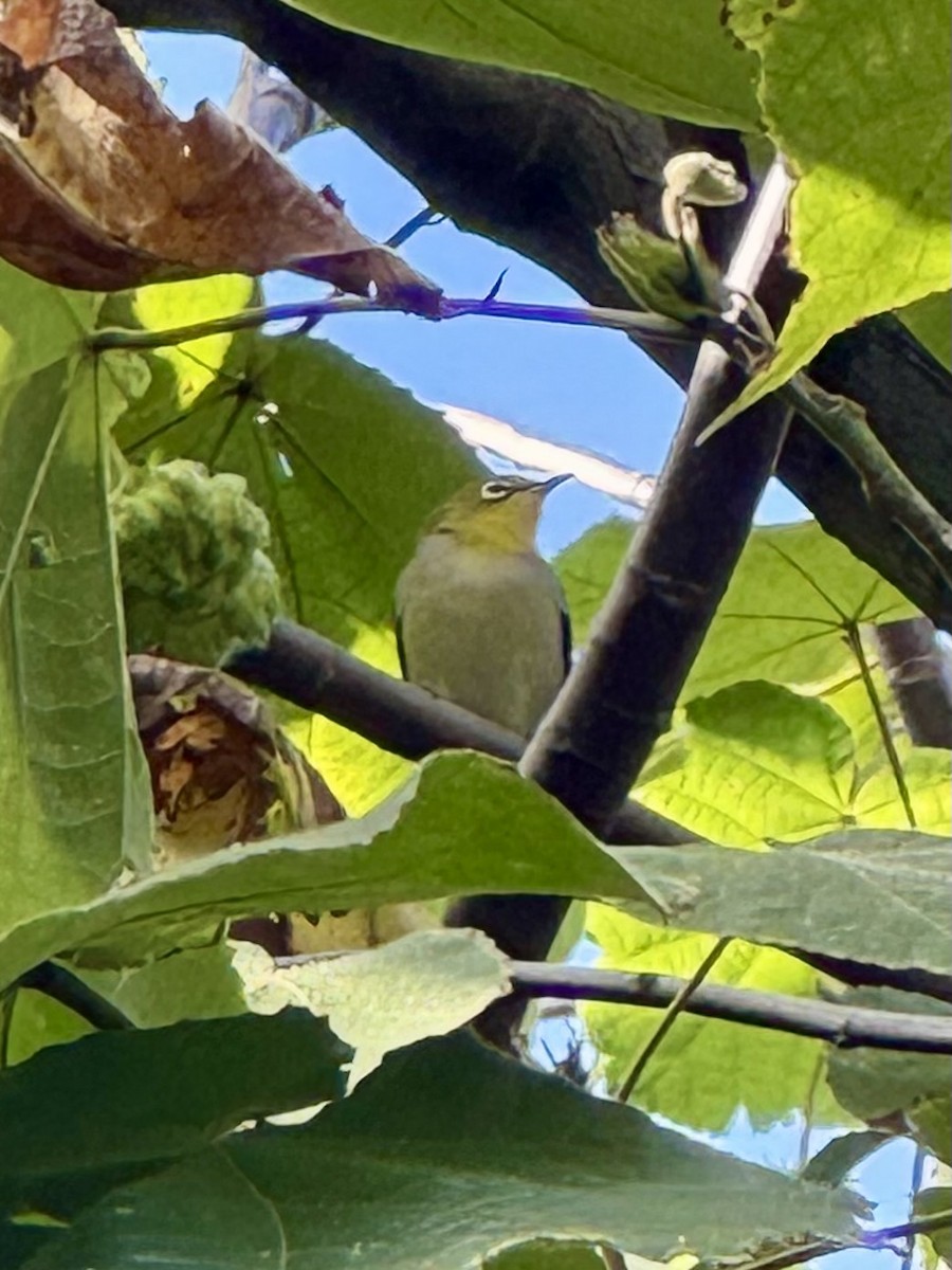 Swinhoe's White-eye - ML649560670