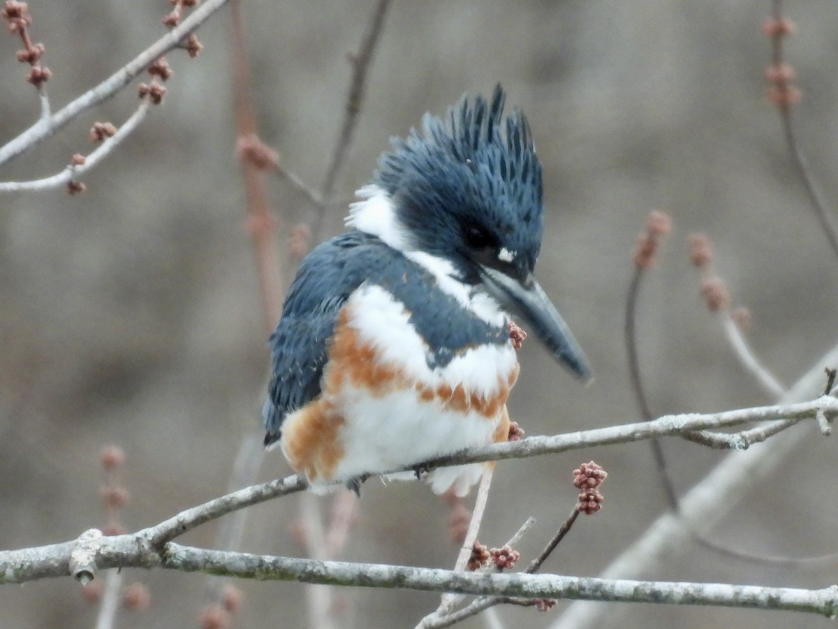 Рибалочка-чубань північний - ML649560671