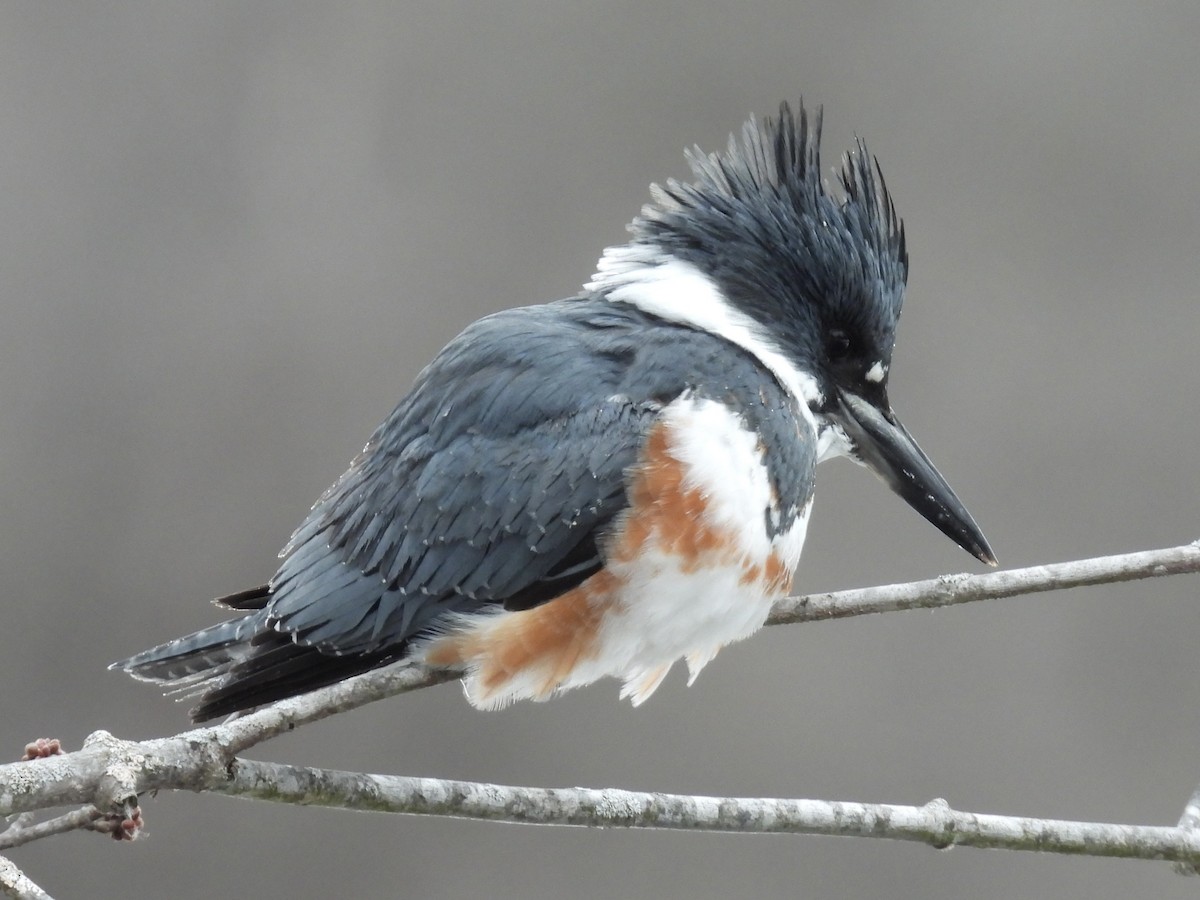 Рибалочка-чубань північний - ML649560672