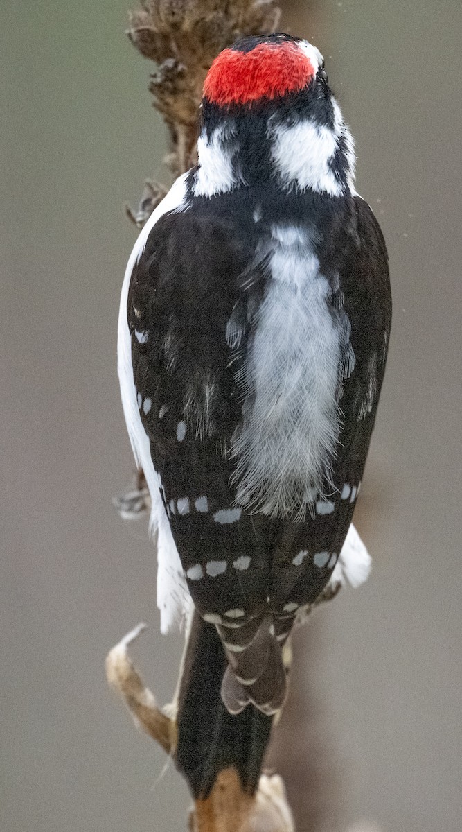 Pico Pubescente - ML649560696