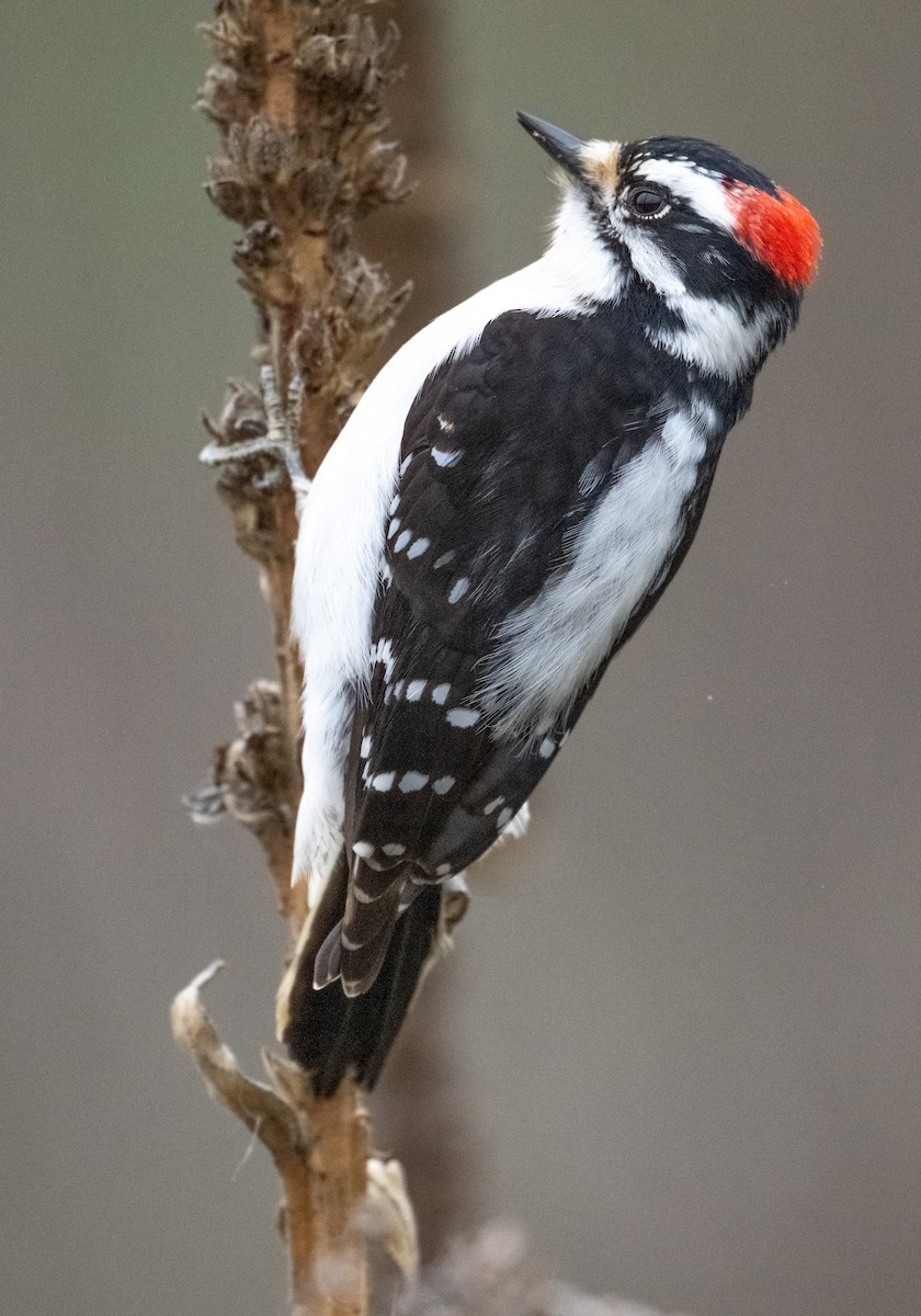 Pico Pubescente - ML649560697