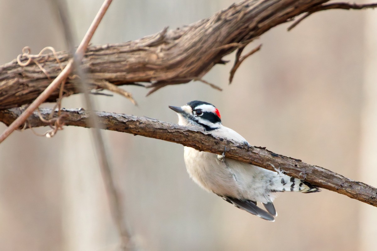 Pico Pubescente - ML649560730